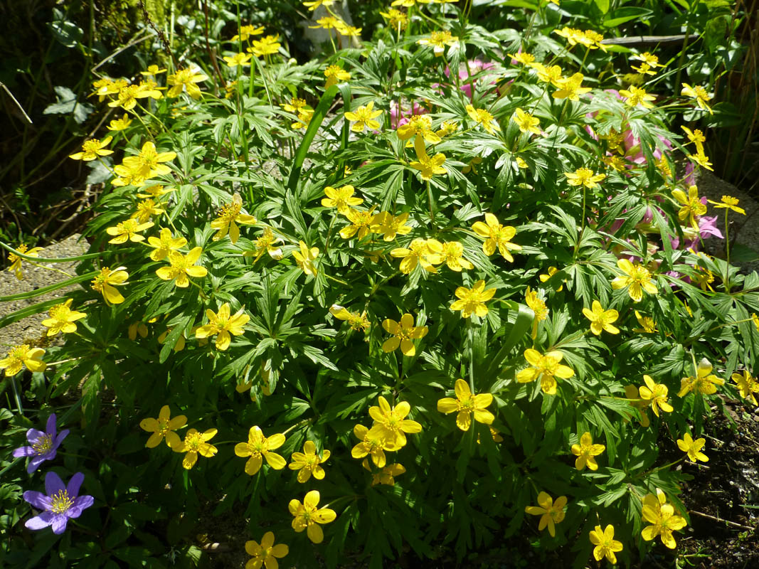 Anemone ranunculoides